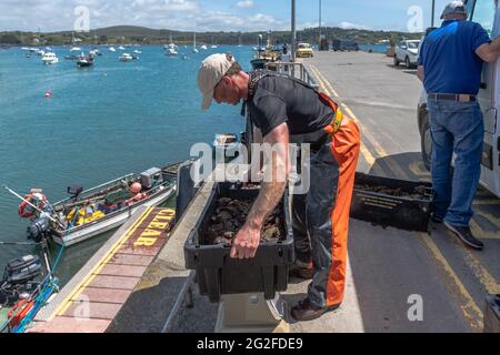 Schull, West Cork, Ireland. 11th June, 2021. On a warm and sunny day a local fisherman lands his catch of velvet crab and lobster on Schull Pier. The fish are destined for markets in France and Spain. Credit: AG News/Alamy Live News Stock Photo