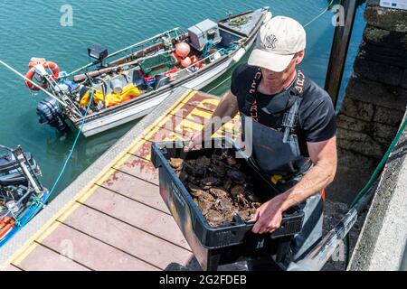Schull, West Cork, Ireland. 11th June, 2021. On a warm and sunny day a local fisherman lands his catch of velvet crab and lobster on Schull Pier. The fish are destined for markets in France and Spain. Credit: AG News/Alamy Live News Stock Photo