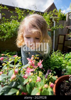 Three year old child gardening, Devon, UK Stock Photo