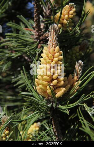 Closeup of pine branchlets on the background of evergreen spiky branches in spring, Kaunas, Lithuania Stock Photo