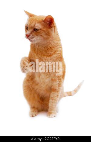 ginger cat sitting with lifted paw and looking away  isolated on white background Stock Photo