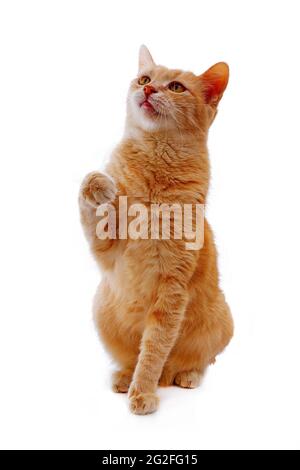 ginger cat sitting with lifted paw and looking up isolated on white background Stock Photo