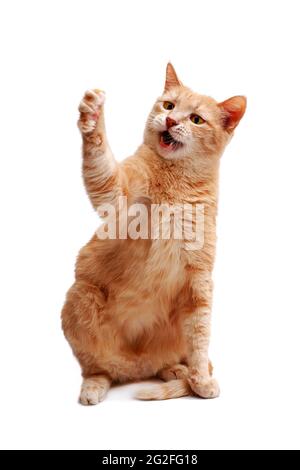 angry ginger cat sitting and looking forward  with lifted paw with claws isolated on white background Stock Photo
