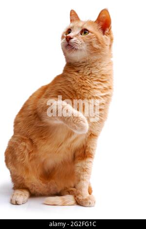 ginger cat sitting with lifted paw and looking up isolated on white background Stock Photo