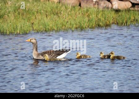 Greylag Goose (Anser anser) Swimming with Goslings, UK Stock Photo