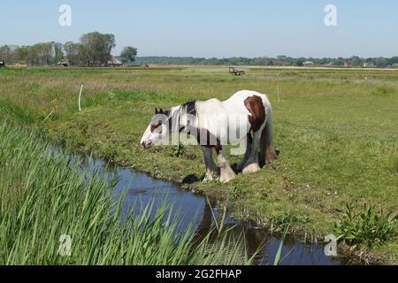 Dutch pasturelandscape. Gypsy Vanner's horse in the meadow near the ditch. Near the village of Bergen, Spring, June. Stock Photo