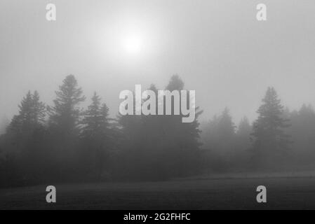Pine trees in fog, in Cutler, Maine Stock Photo