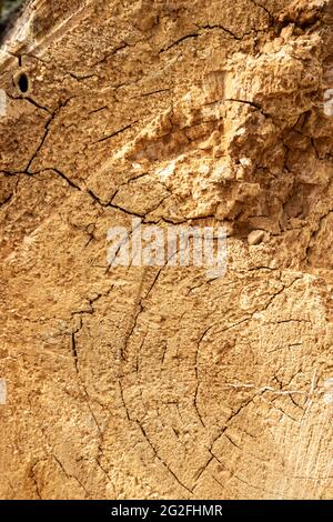 An old, rotten, felled tree trunk in the forest in summer Stock Photo