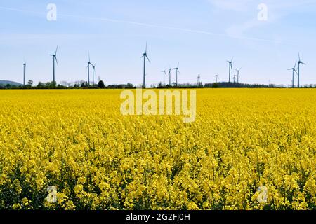 Austria, Landscape with a blooming rapeseed field and wind turbines in the background Stock Photo