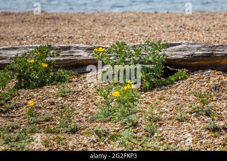 Yellow horned poppy (Glaucium flavum) and sea kale (Crambe maritima) growing on the beach at Southsea, Portsmouth, Hampshire, south coast England Stock Photo