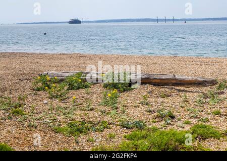 Yellow horned poppy (Glaucium flavum) and sea kale (Crambe maritima) growing on the beach at Southsea, Portsmouth, Hampshire, south coast England Stock Photo