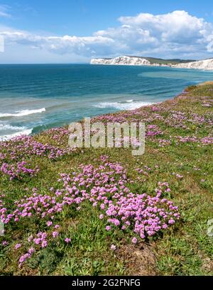 Mats of thrift or sea pink Armeria maritima on the south coast of the Isle of Wight UK looking towards  the chalk cliffs of Tennyson Down Stock Photo