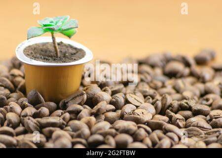 Capsule of coffee with green plant on roasted coffee beans Stock Photo