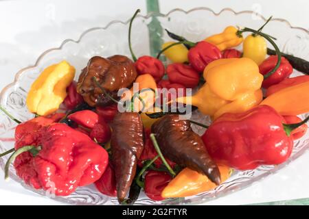 Various types of hot yellow, red, brown peppers in a bowl for table decoration. Market Stock Photo