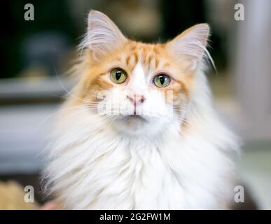 A fluffy domestic medium hair cat with white and orange tabby markings A fluffy domestic medium hair cat with white and orange tabby markings
