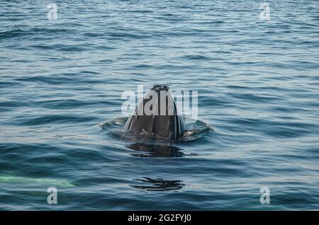 A Humpback whale calf (megaptera novaeangliae) sticks her head out of the water. Copy space. Great South Channel, North Atlantic Ocean. Stock Photo