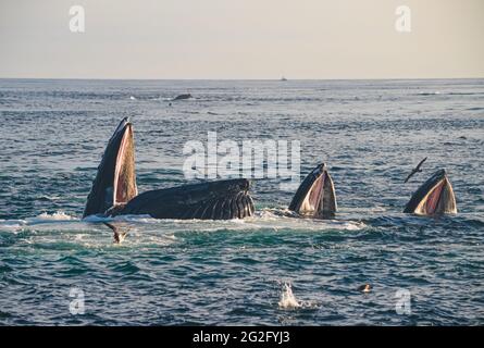 Amazing scene of three humpback whales (Megaptera novaeangliae) lunge feeding with mouths open. Great South Channel, North Atlantic. Copy space. Stock Photo
