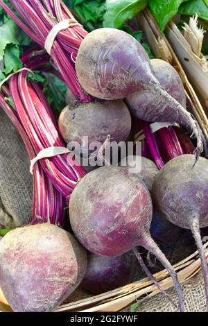 Close-up of locally-grown red beets for sale at a farmstand on Long Island, NY. Stock Photo