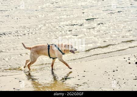 Yellow lab dog running on the beach with warm light from the setting sun behind her. Copy space. Stock Photo