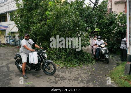 Howrah, West Bengal, India - 21st May 2020 : Super cyclone Amphan uprooted tree which fell and blocked road. Citizens passing through dangerously risk Stock Photo
