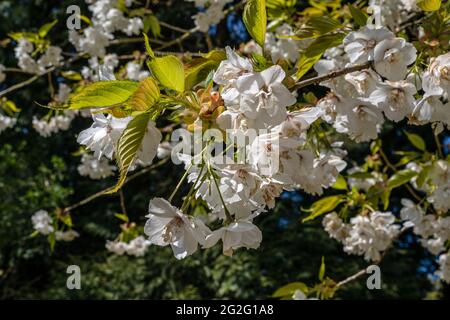 Cherry Blossom - Japanese Cherry, Prunus Shirotae Stock Photo