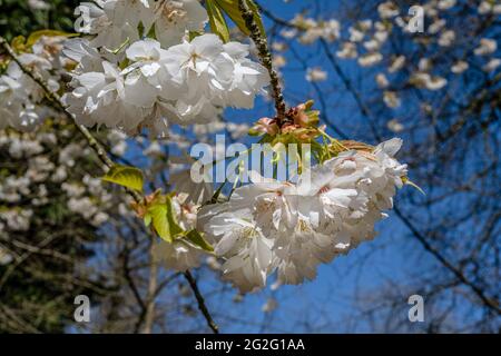 Cherry Blossom - Japanese Cherry, Prunus Shirotae Stock Photo
