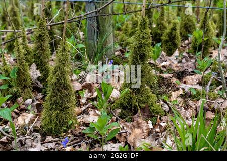 Moss growing up the stems of young Ash saplings Stock Photo