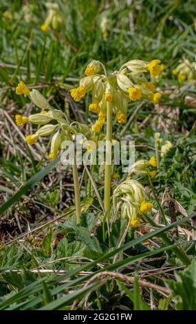 Wild Cowslips on a sunny spring day Stock Photo