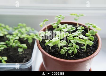 Seedling of plants in pots on window sill Stock Photo