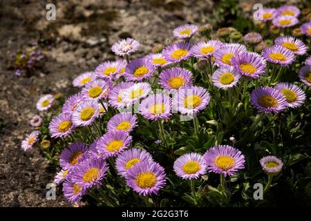 Seaside Daisy (Erigeron glaucus) Stock Photo