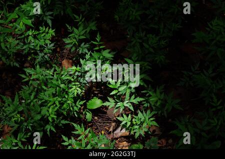Light and shadow with seedling on the forest floor Stock Photo