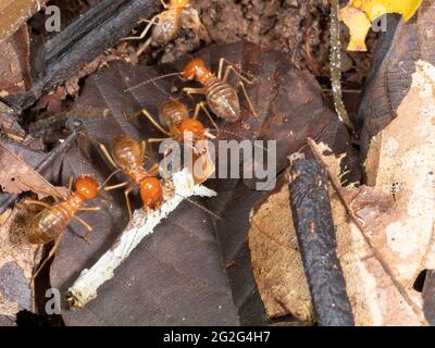 Giant Termites (Macrotermes sp.) on the rainforest floor, Napo province, Ecuador.  Macrotermes cultivate a fungus within their nest on which they feed Stock Photo
