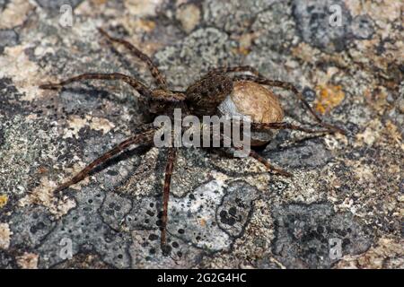 Wolf Spider Pardosa sp. female carrying egg case Stock Photo