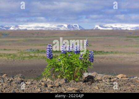 Nootka lupine (Lupinus nootkatensis) in flower on the Icelandic tundra in summer, invasive species in Iceland but native to North America