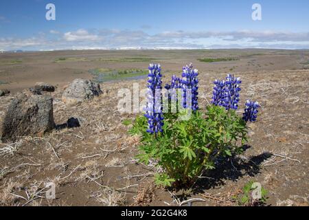 Nootka lupine (Lupinus nootkatensis) in flower on the Icelandic tundra in summer, invasive species in Iceland but native to North America Stock Photo