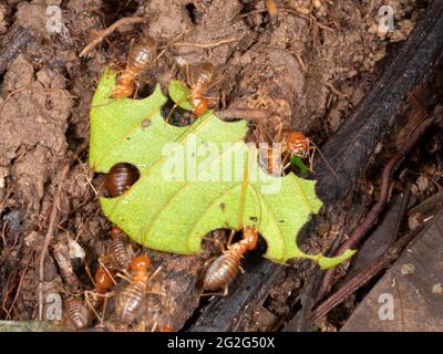 Giant Termites (Macrotermes sp.) on the rainforest floor, Napo province, Ecuador.  Macrotermes cultivate a fungus within their nest on which they feed Stock Photo