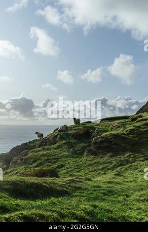 Hike with dog over the cliffs in Achill Island, Ireland Stock Photo