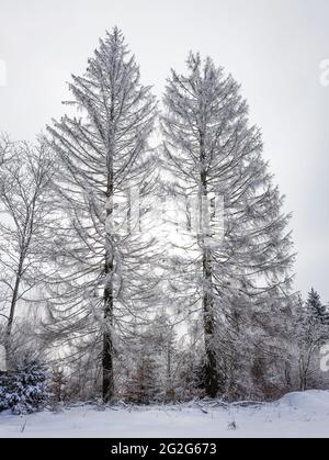 2 dead spruce trees in the snow Stock Photo