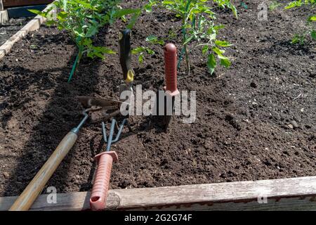 Garden tools for hilling tomato bushes lie on the ground Stock Photo