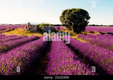 Purple Lavender Fields with Tree and old house. Summer sunset la Stock Photo