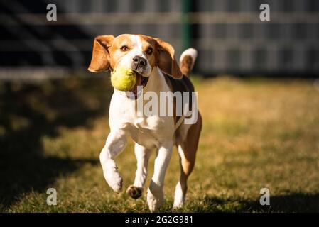 Beagle dog runs in garden towards the camera with green ball. Stock Photo