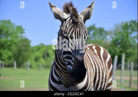 Zebra. Zebra in profile. African animals. Stock Photo