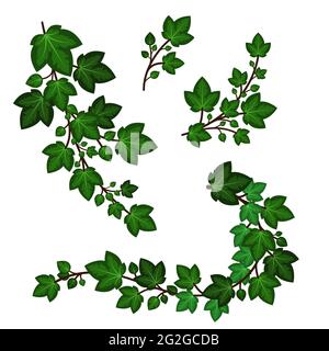 Ivy leaves branches. Set of green swirl garnads isolated on white background. Decorative floral  elements, climbing plants. Vector illustration Stock Vector