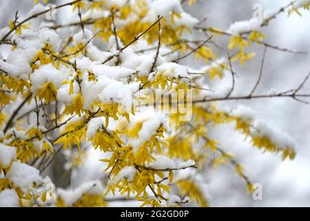 Germany, Bavaria, Upper Bavaria, shrub, forsythia, blossoms covered in snow, April weather Stock Photo