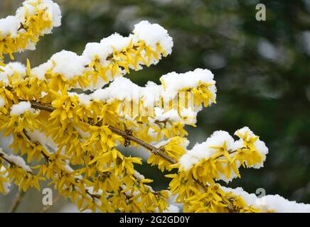 Germany, Bavaria, Upper Bavaria, shrub, forsythia, blossoms covered in snow, April weather Stock Photo