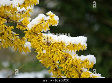 Germany, Bavaria, Upper Bavaria, shrub, forsythia, blossoms covered in snow, April weather Stock Photo