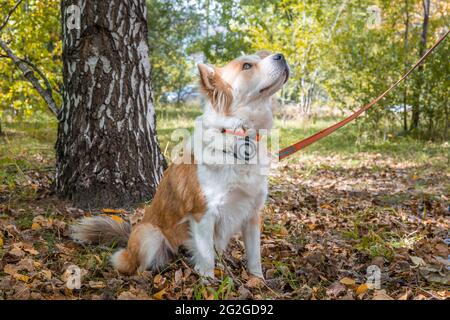 A dog wearing a dog collar against fleas and ticks sits on a lawn in the autumn forest and looks up intently. Stock Photo