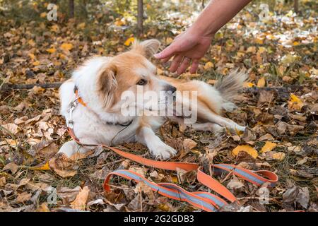 A woman's hand reaches for the head of a beautiful dog lying on fallen leaves in an autumn forest. Stock Photo