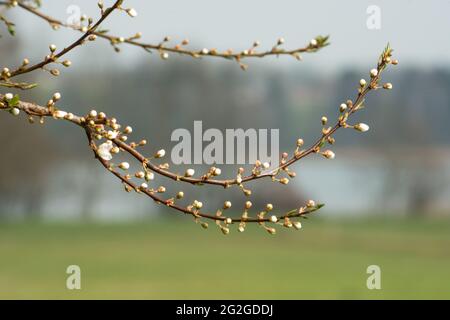 Spring, blossoms, Bavaria, Zibarte, buds Stock Photo