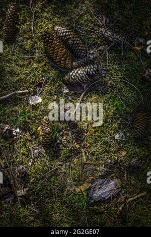 Forest, forest floor, pine cones, nature Stock Photo